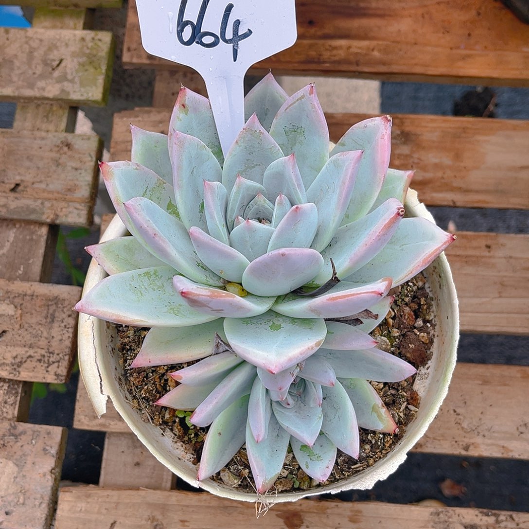 s***w000000000000000664