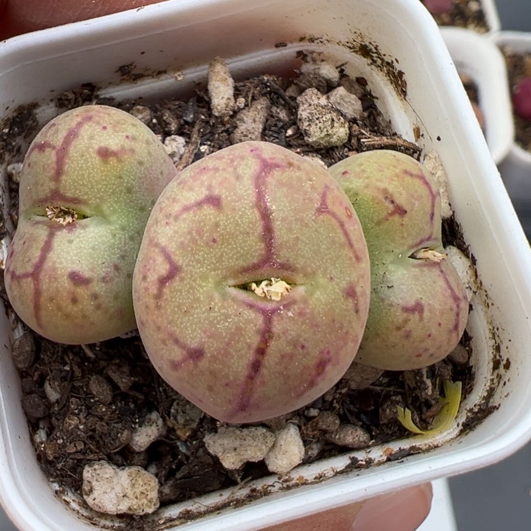 2.19好看的多肉367