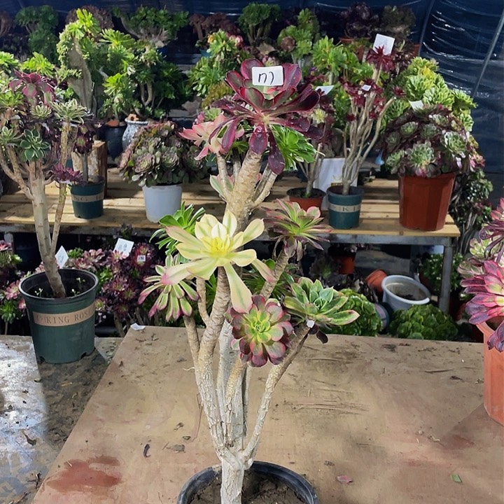 红*月架接法师一个177号