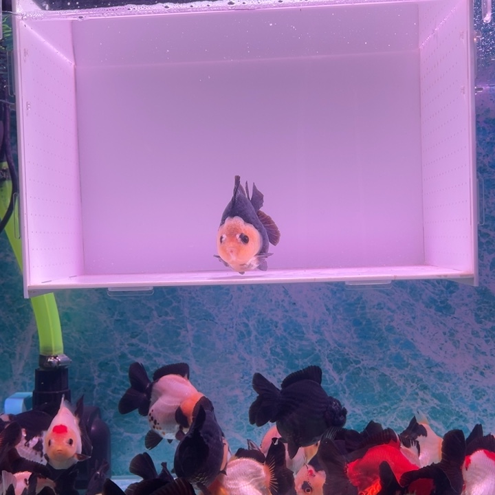 金鱼玛丽金鱼链接