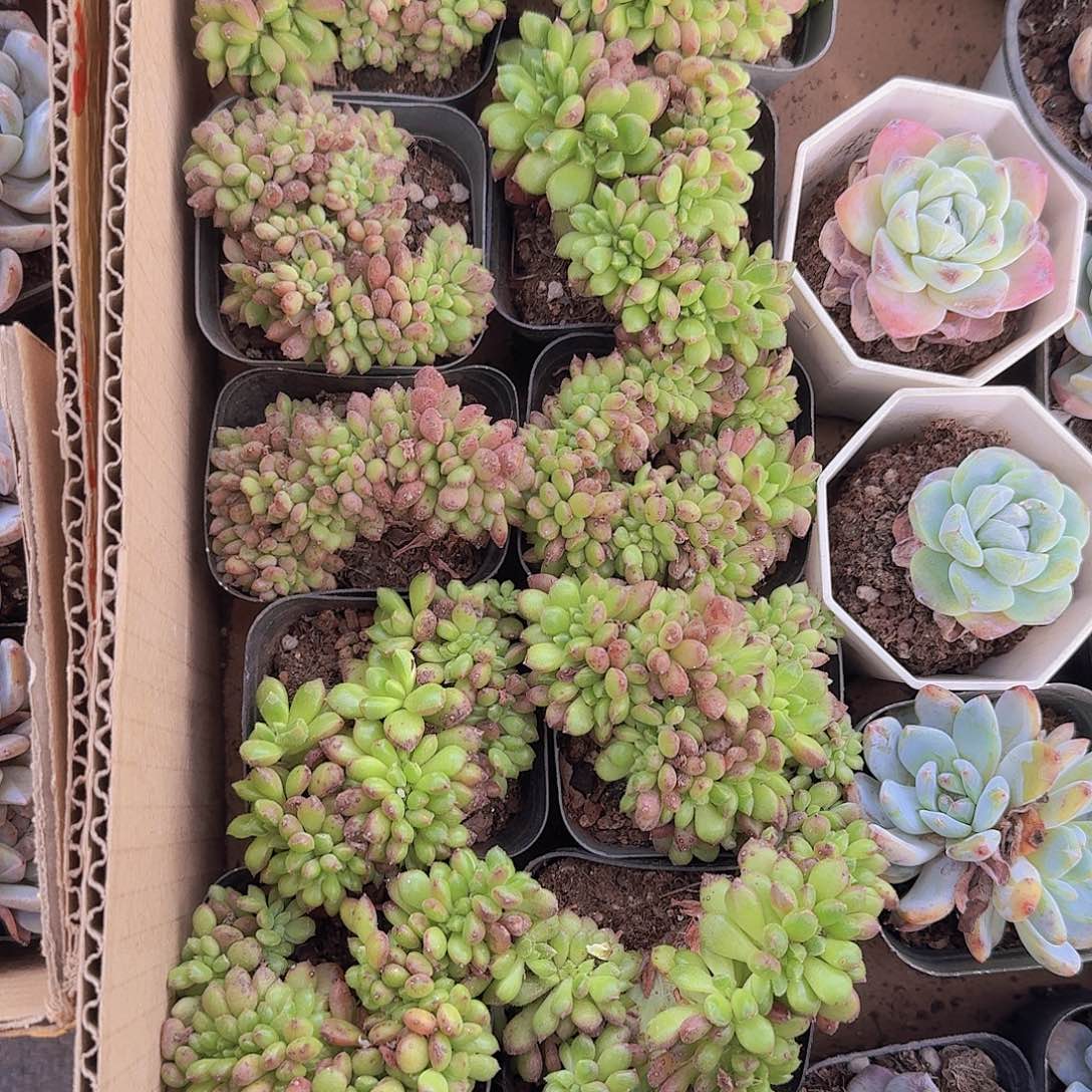红拉糖缀化3颗一组打包