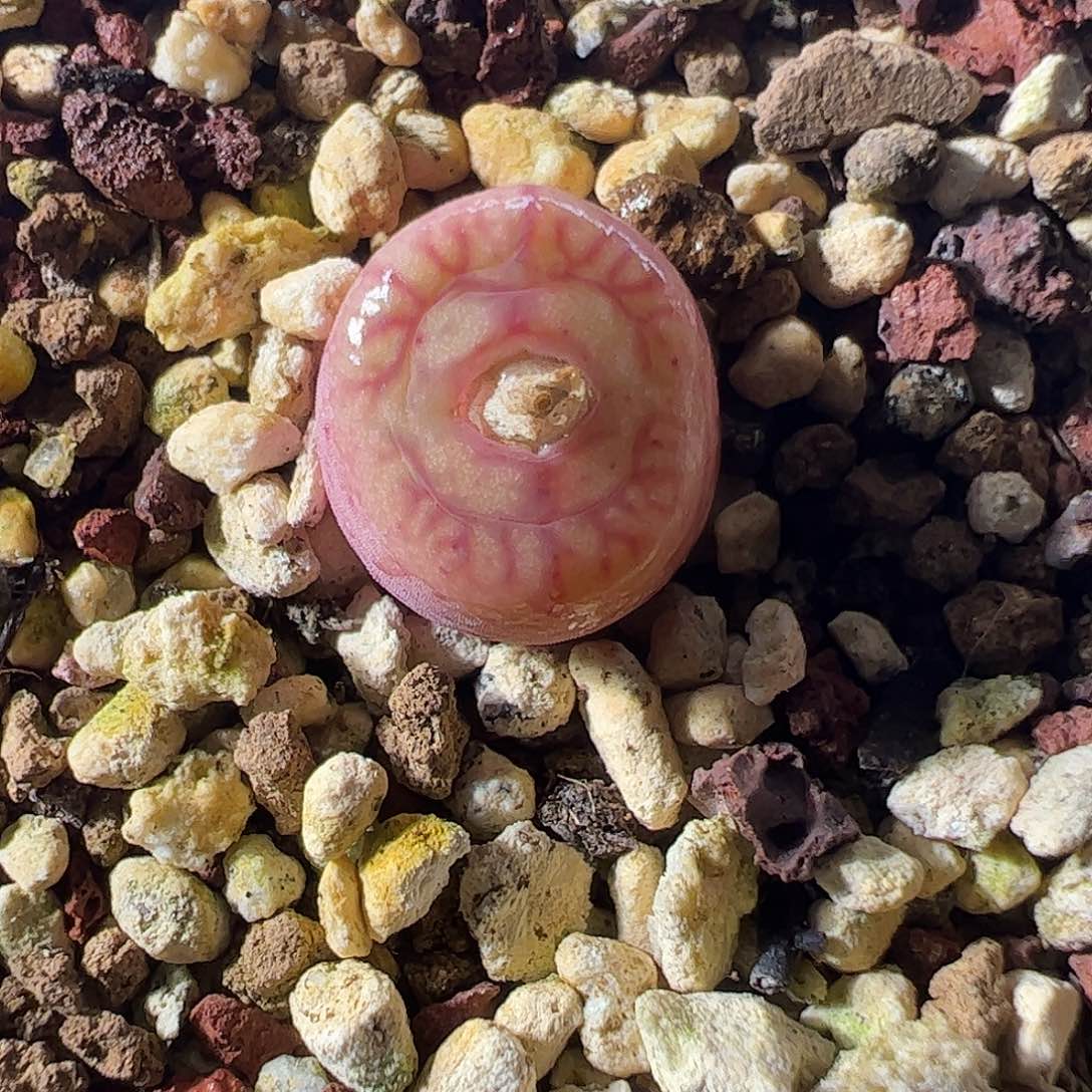 一物一拍脱土发。    306