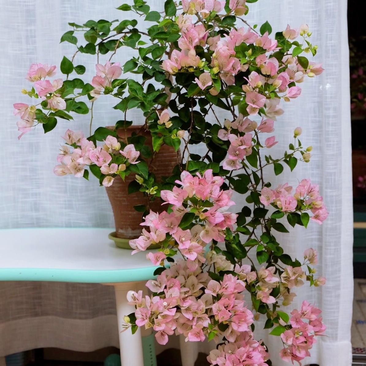 【绿叶五宝】三角梅直播间一物一拍四季开花勤花品种