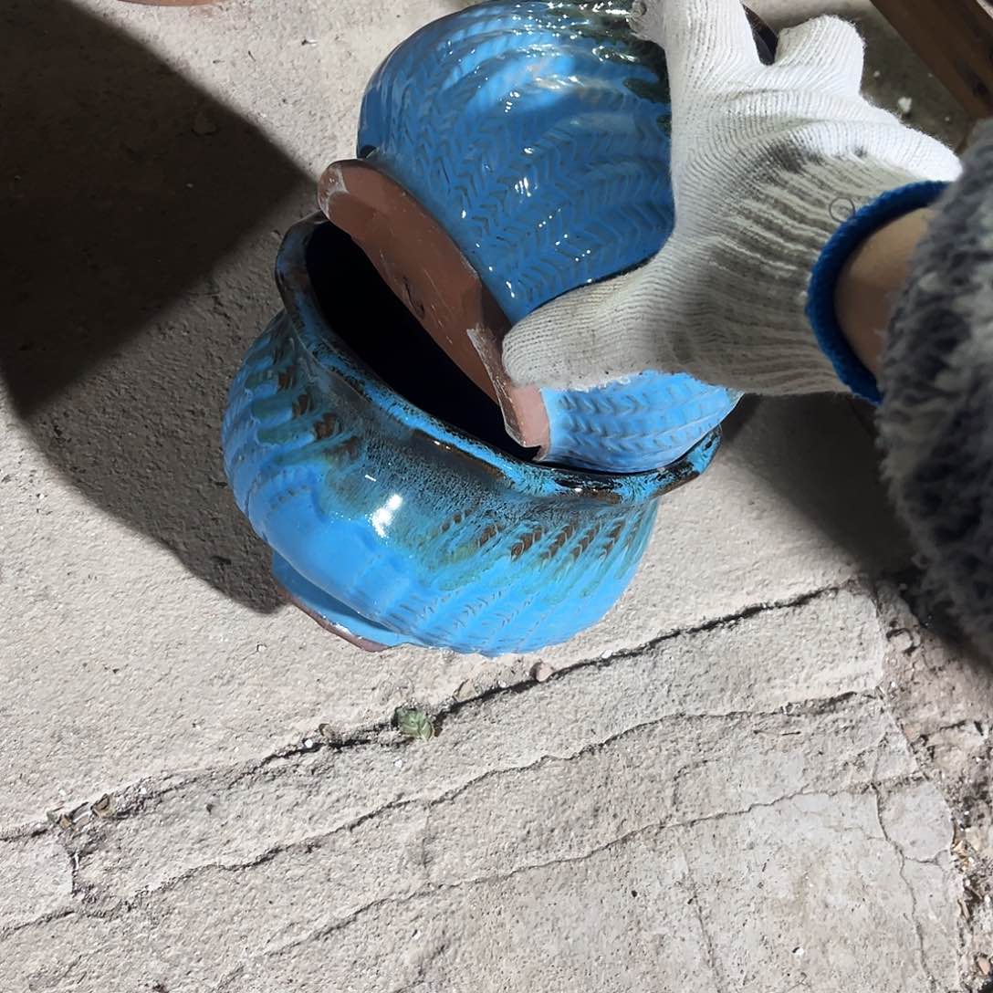 紫砂花盆里的小猫咪