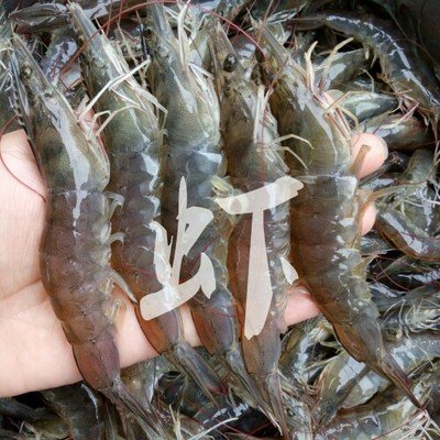 海水活虾95元5斤保鲜不保活