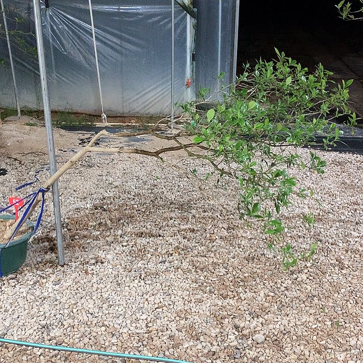 当前无花栽培后可以开花用****91