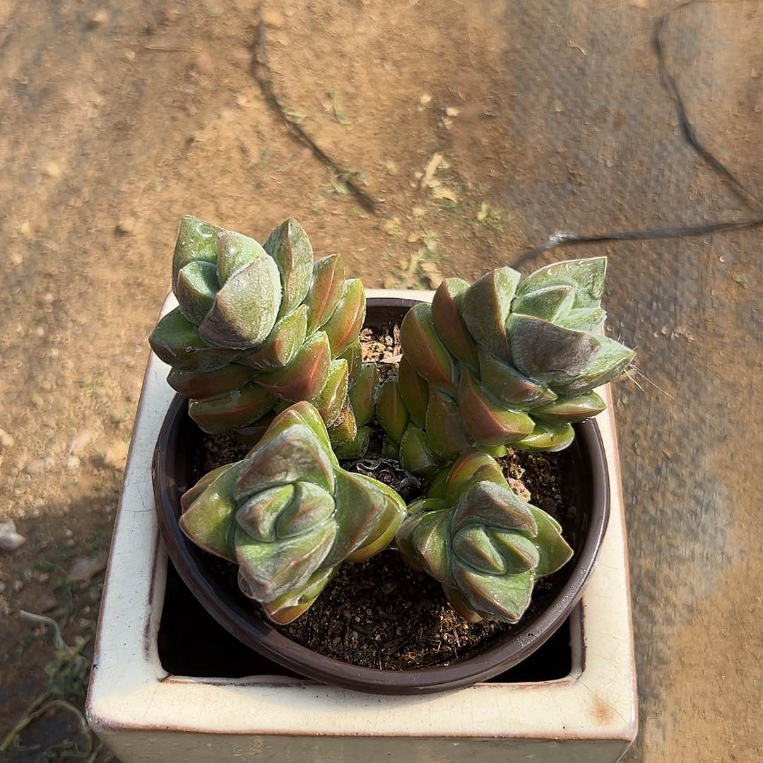 多肉植物姬之传群