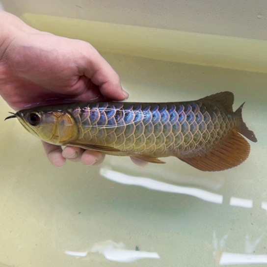 阿***巴龙鱼特价金龙！开箱报损入缸不包