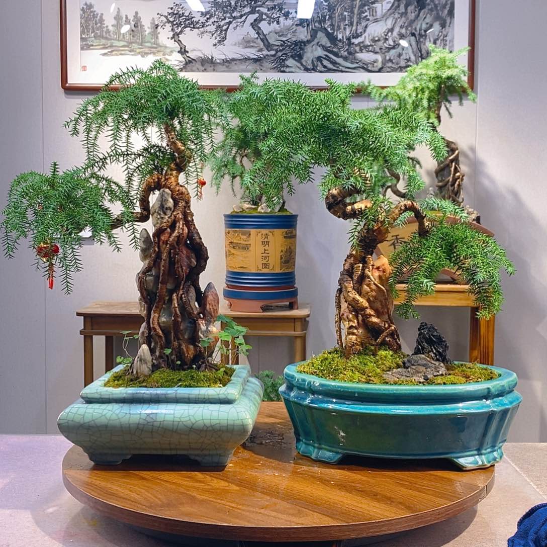 用***1无花朵澳洲杉盆景11111