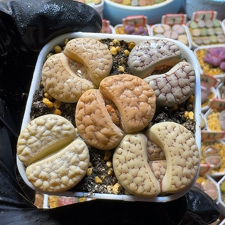 生石花2:：：，谢谢。  101号