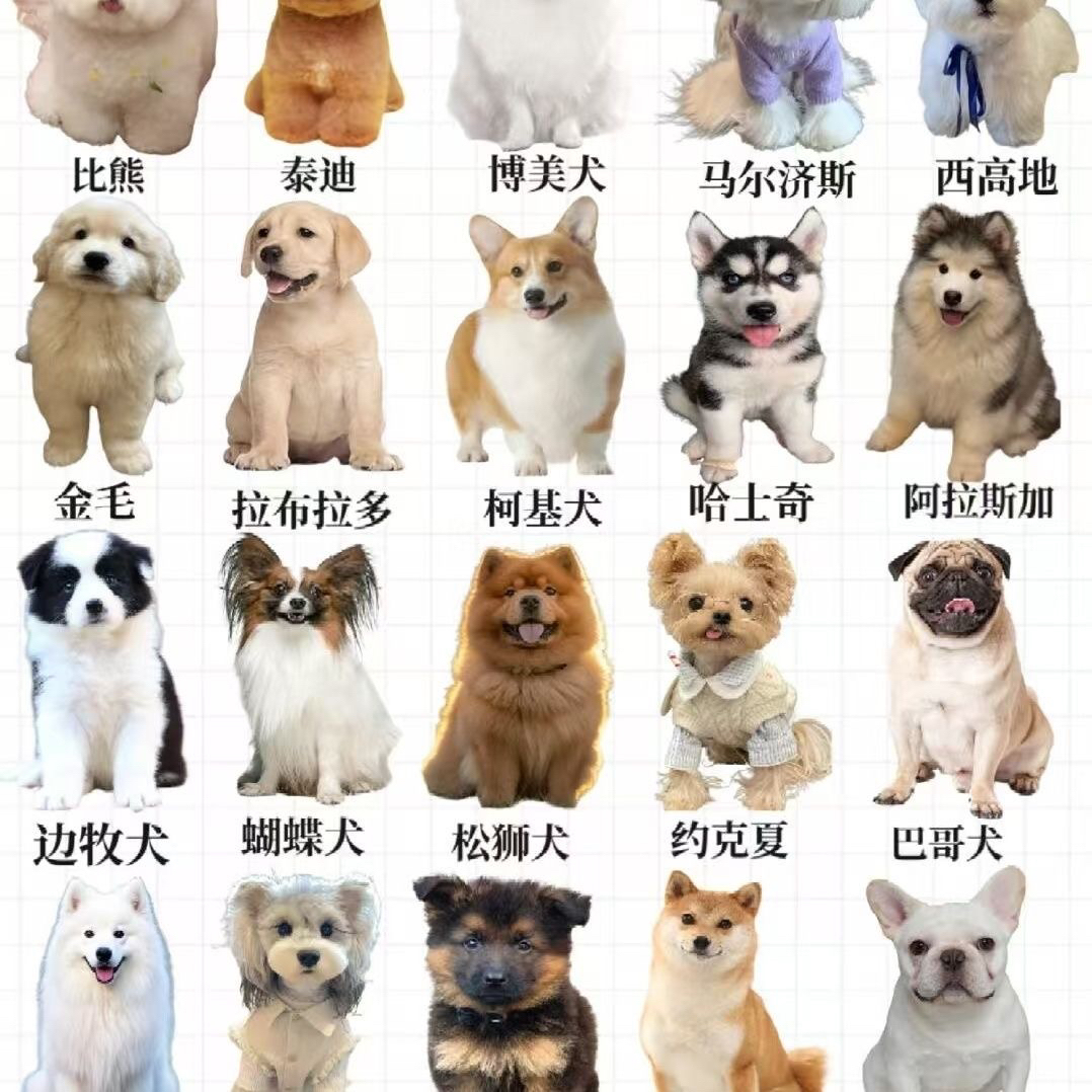 小新宠物狗狗一物一拍