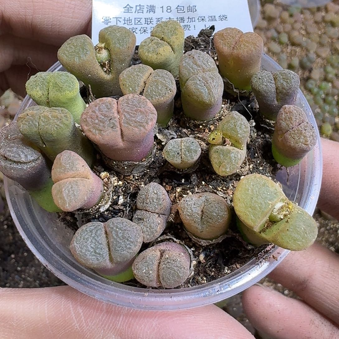 2256风铃混合三年