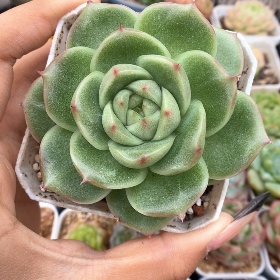 定繁麦秆可拍651号。 