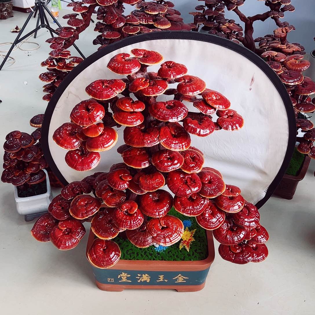 【闪购商品】全部花朵
