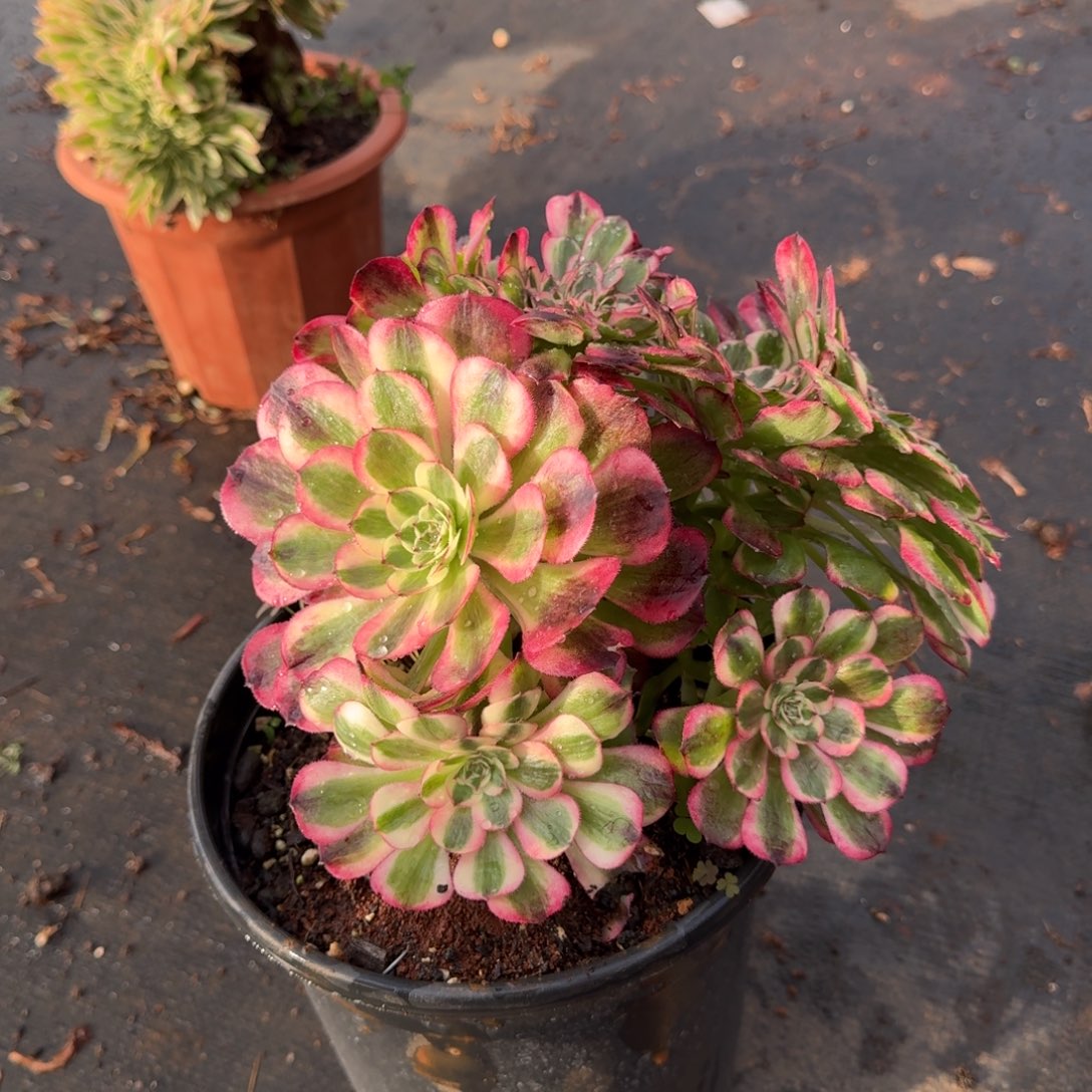 290荔枝缀化多肉植物满28包邮