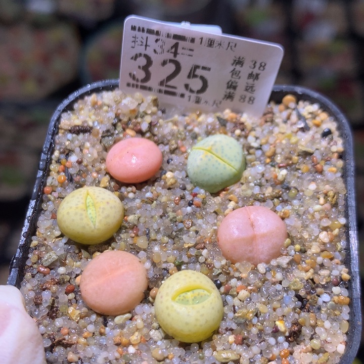 精品生石花34.325