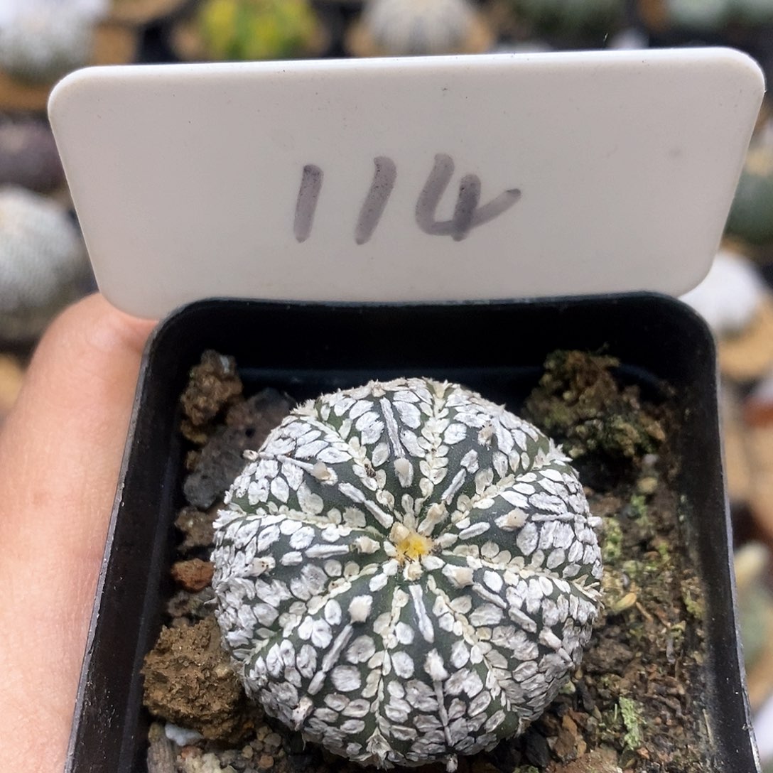 开播福利特价来了