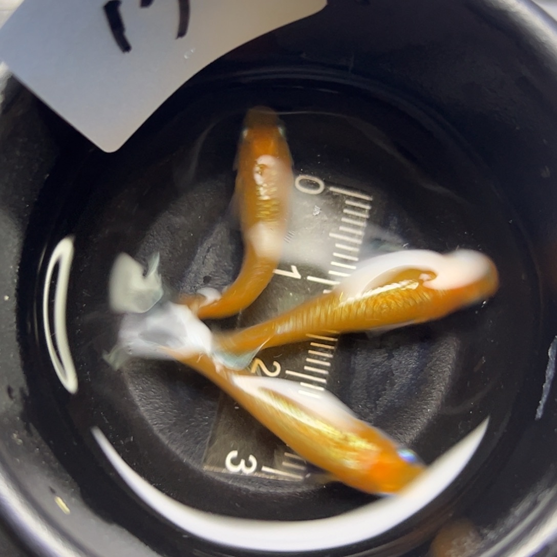 青鳉鱼13。       