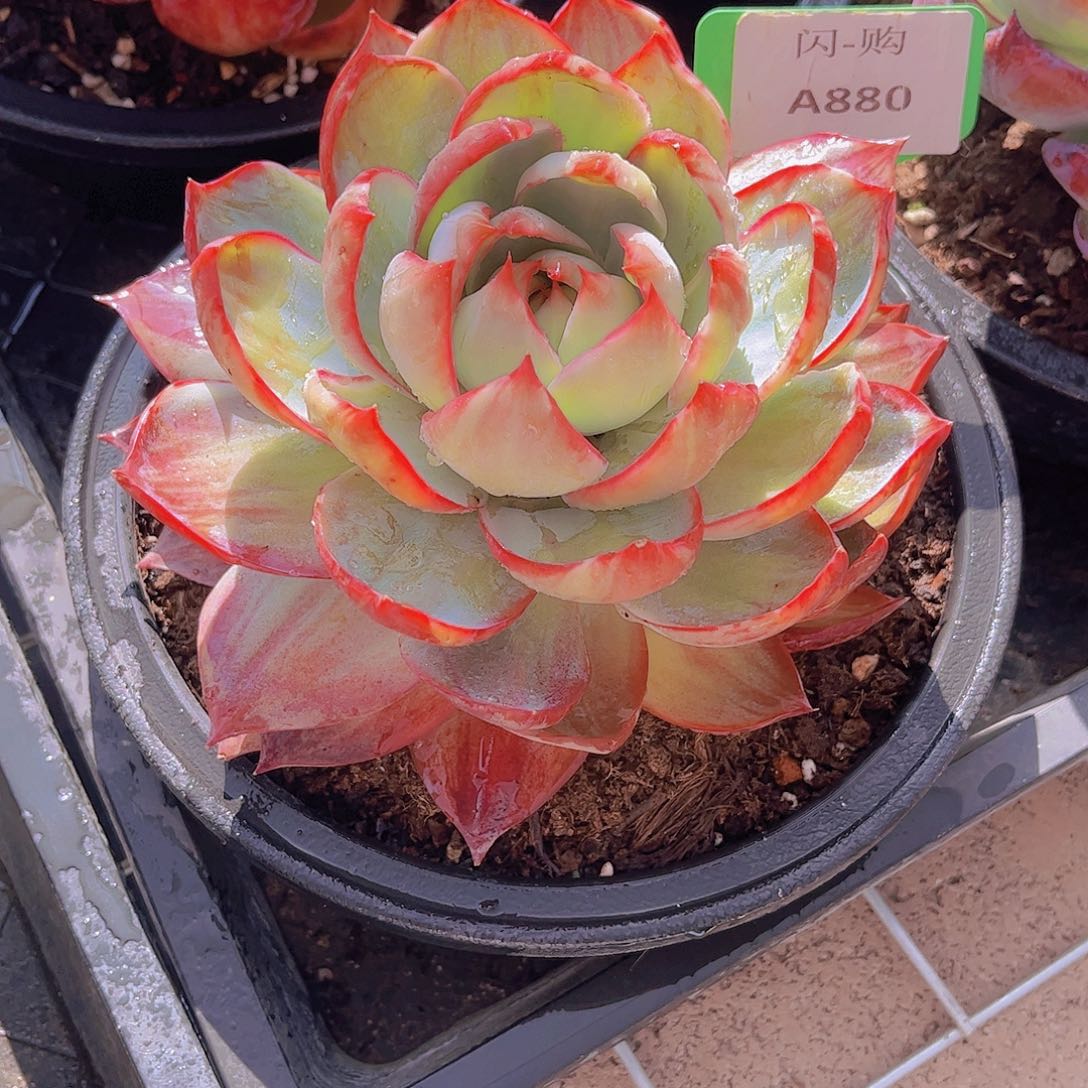 惊鸿Ａ880号一颗一物一拍