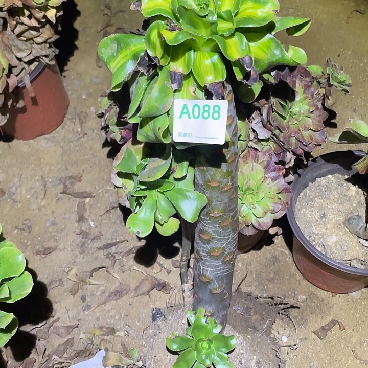 无*多肉植物断枝不包88暴君花月夜