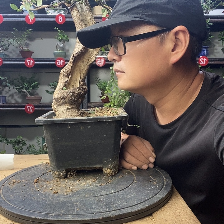 蹒***！无花朵小叶榔榆托盆