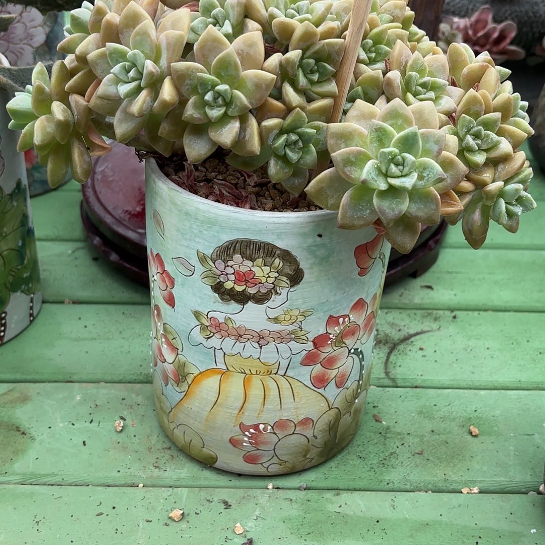 多肉植物啦啦啦啦啦