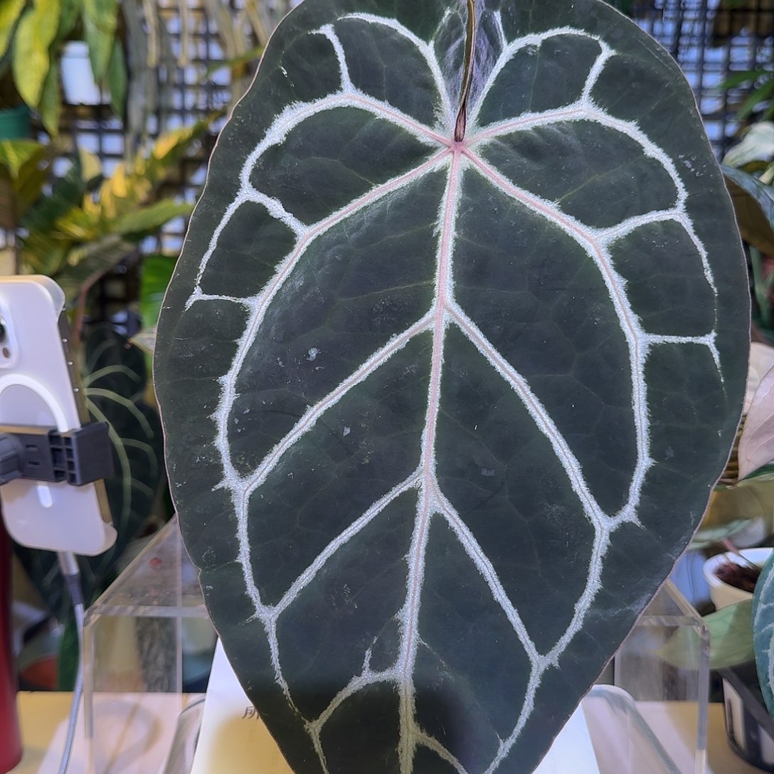 完全开放K135米邪恶杂南美黑水晶