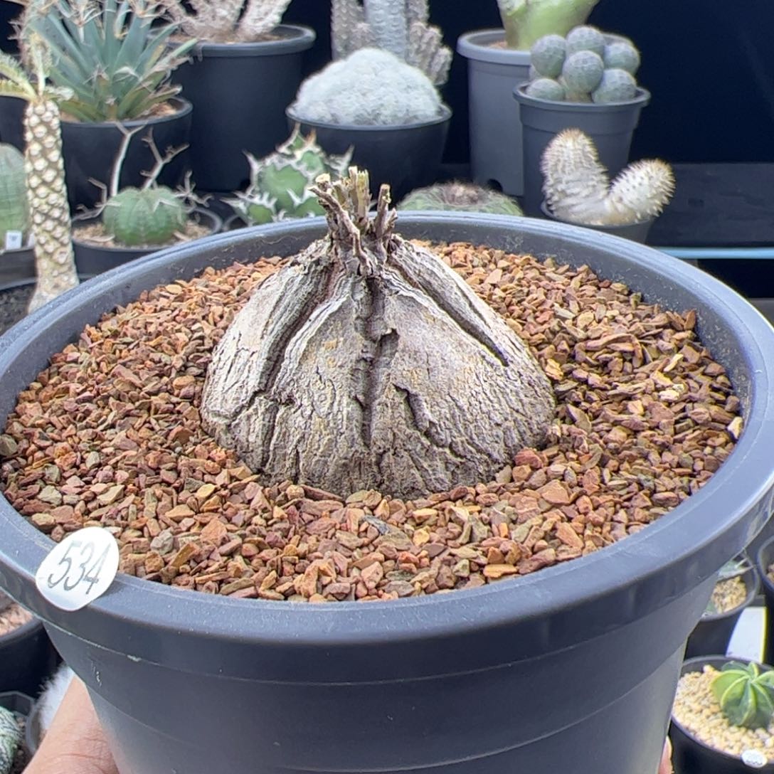 南非龟甲龙5+一物一拍