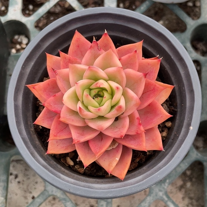 哈密瓜锦一物一拍