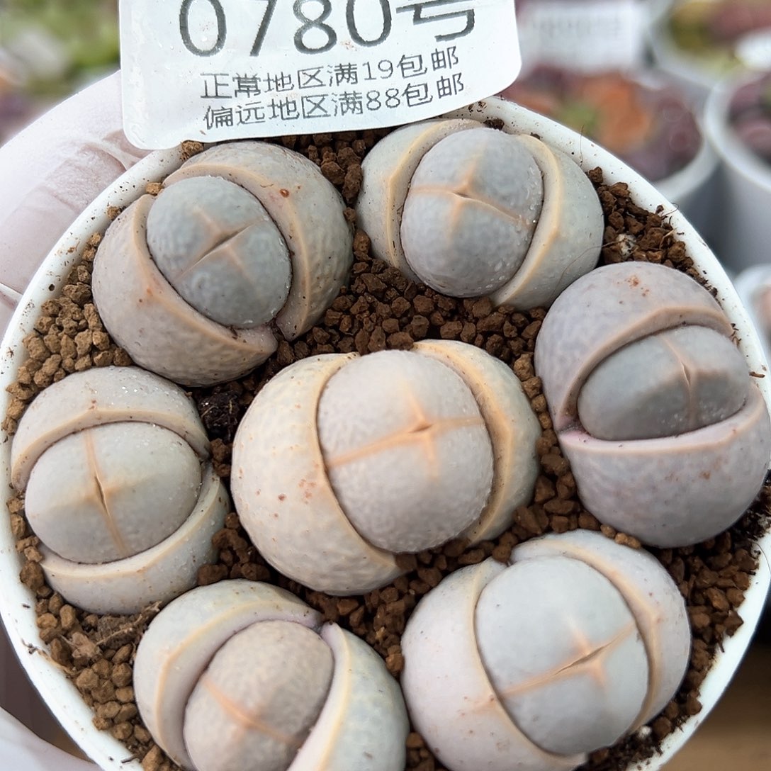 好养易活生石花大母本0780