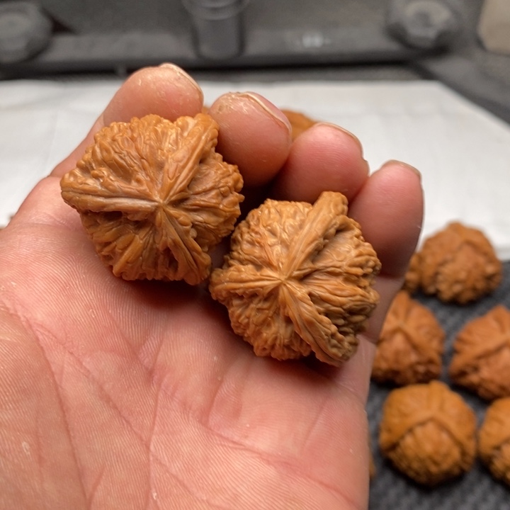 核桃把件拼接白狮子6