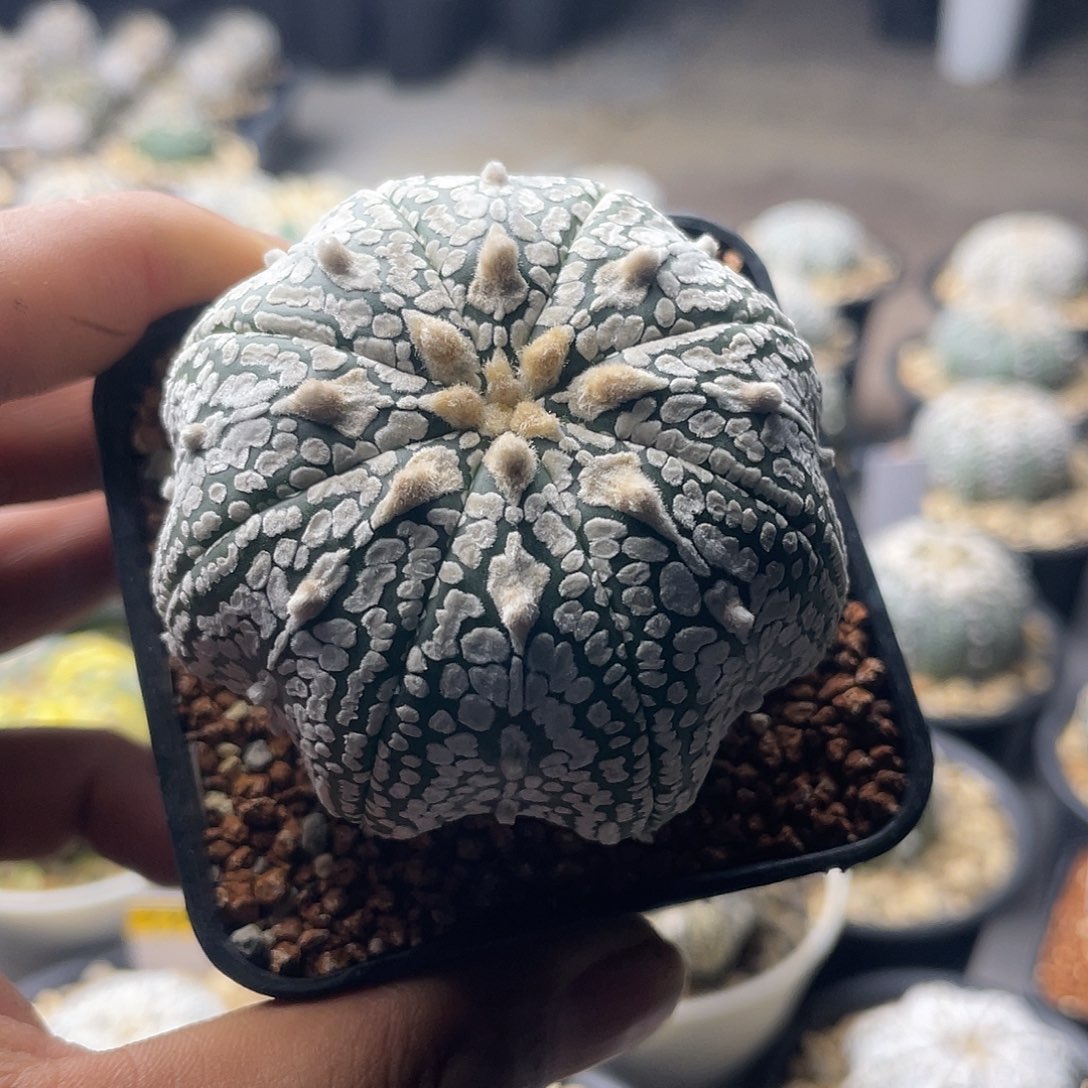 一物一拍泰系实生 103