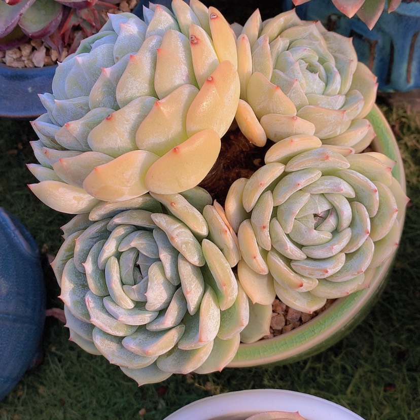 【闪购商品】彩虹劳林