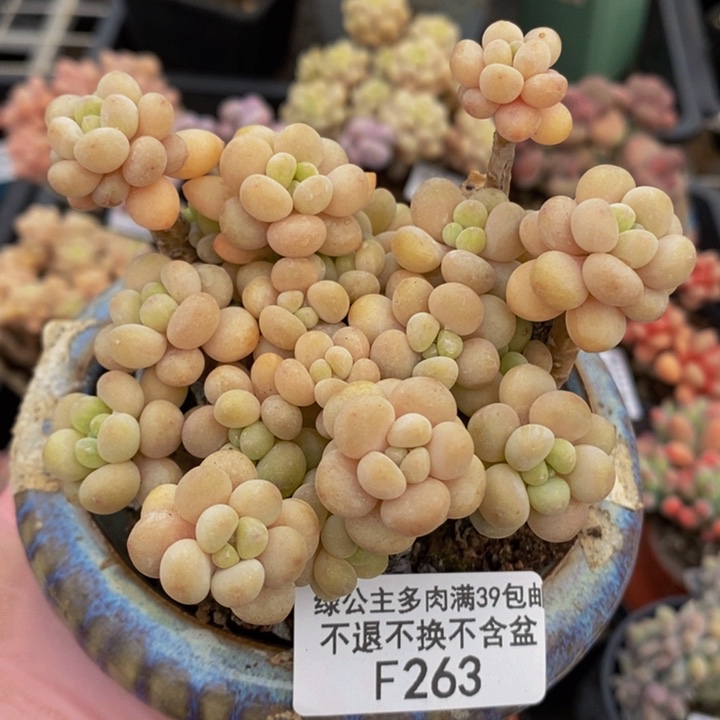 花朵鱼子酱有砍8cm263多肉植物