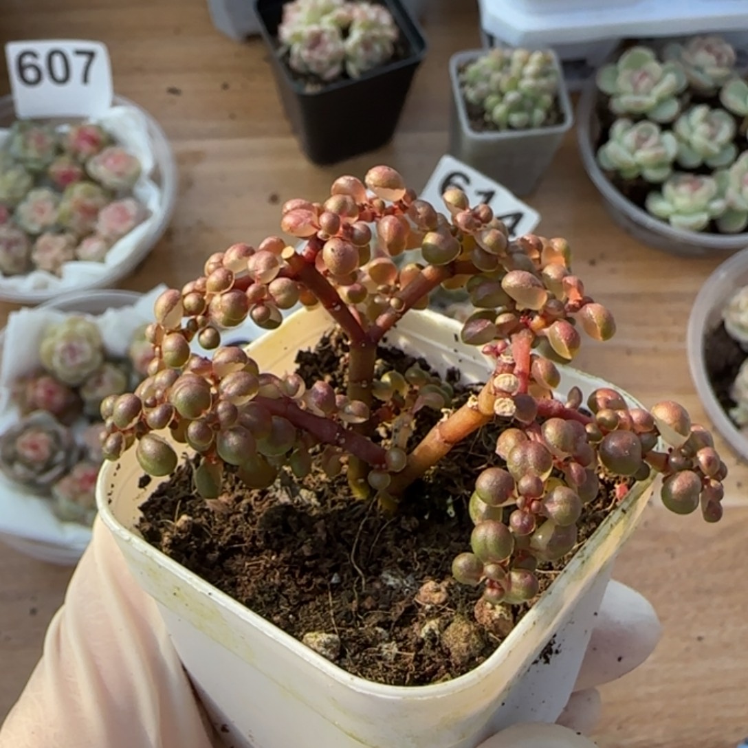 露净枝干一颗量拍