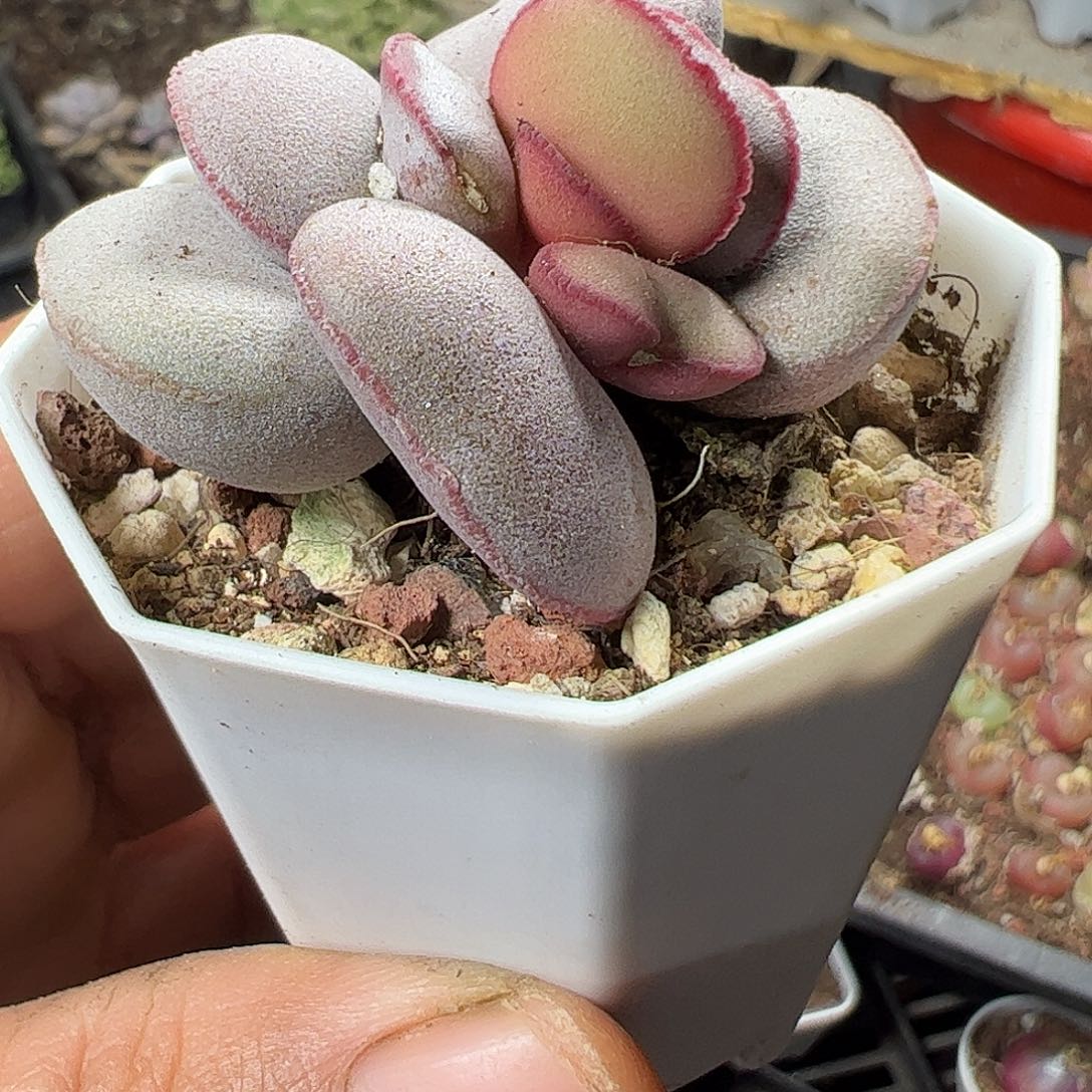 红蛋福利特大富力上车