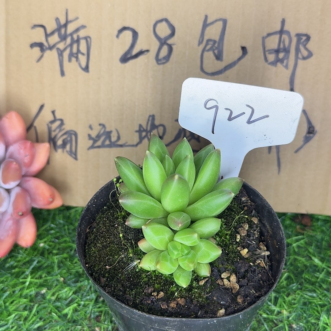 云南多肉小栈922领航员