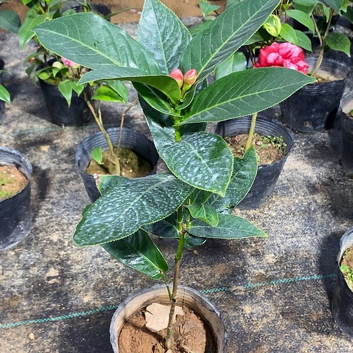 苞茎海棠茶花 带花苞