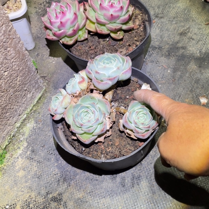 雨***！精控多肉一物一拍