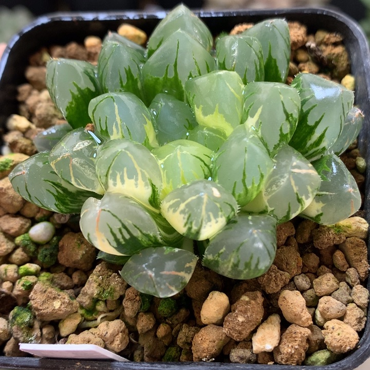 水晶灯玉露锦带盆土发货