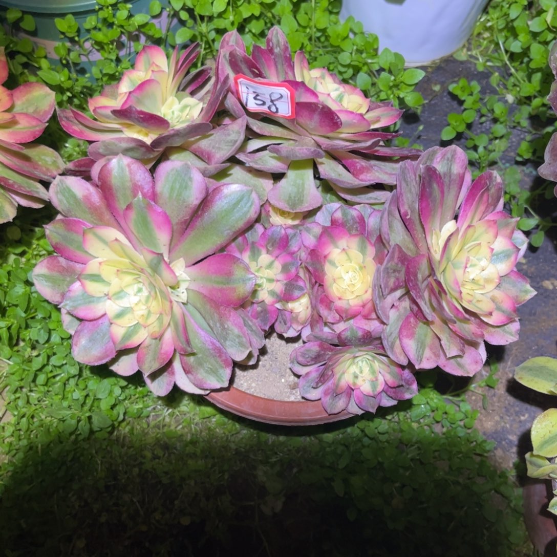 158多肉植物荔枝朵朵砍过