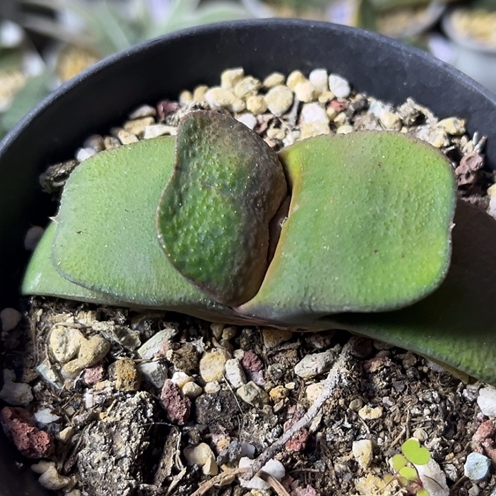 636脱土发货11111111111