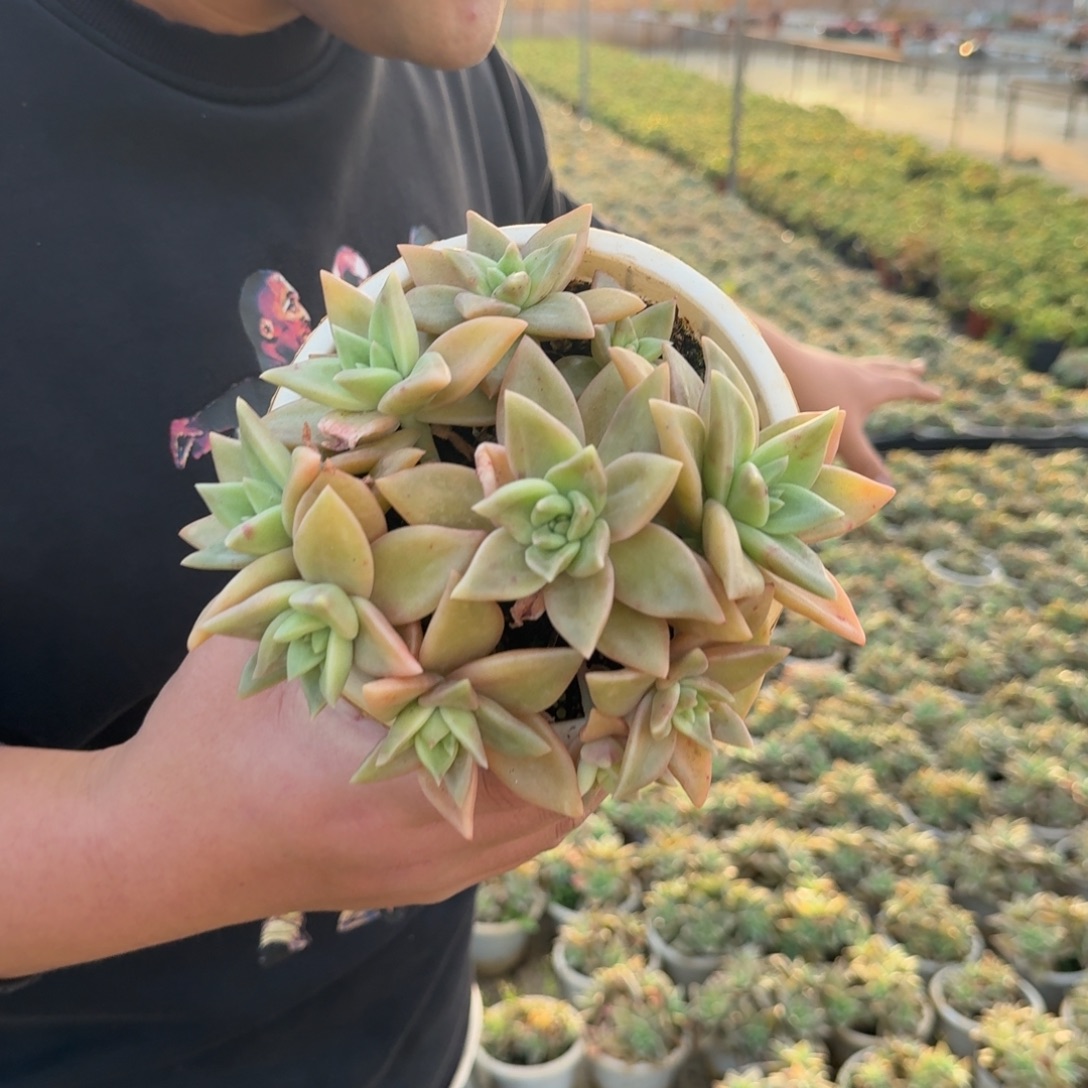 黄金表丽娜六头起发