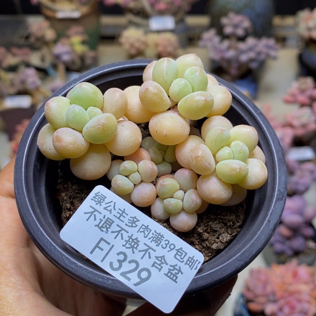 329萤火虫多肉6c m