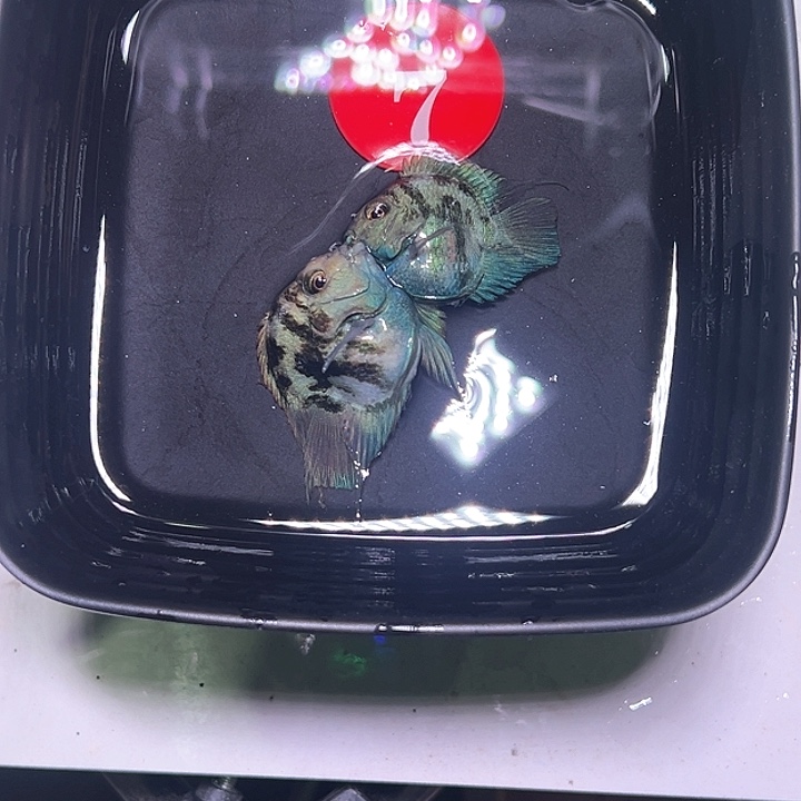 鹦鹉鱼7号，宝蓝一对