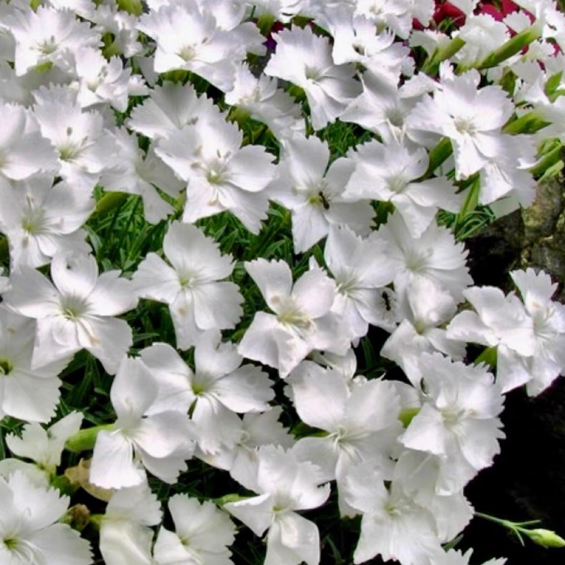 白色欧石竹 安娜贝拉 多年生耐热耐寒阳台庭院花卉植物盆栽苗