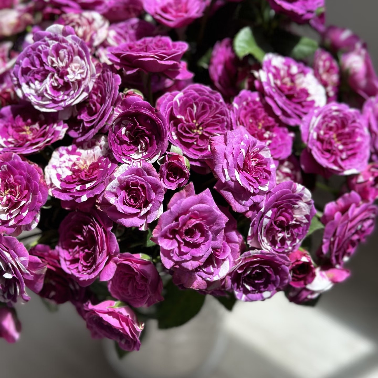 「嘤嘤怪鲜花」芬芳宝石玫瑰云南直发顺丰包邮