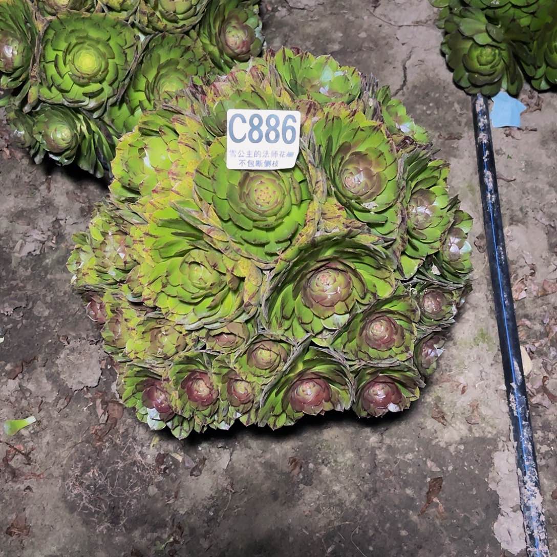 法师法师14/28包邮法师