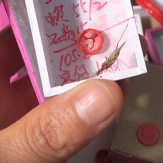 一***夏蟋蟀111111111111111111