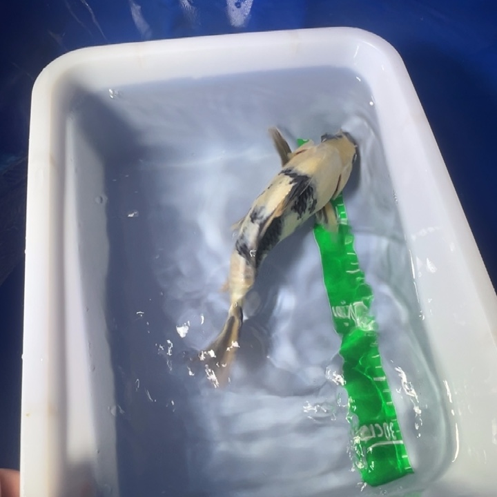 锦鲤锦鲤红白三色